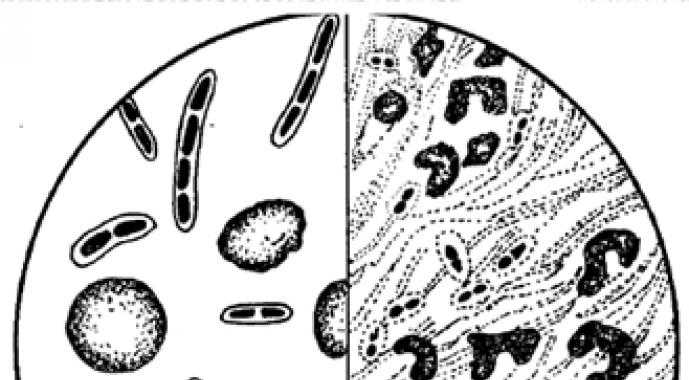 Какие методы используются для выявления подвижности бактерий