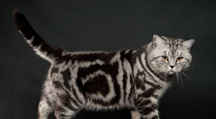 Окрасы британских кошек: фото и описание Голубой серебристый табби