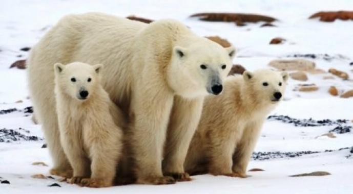 Конспект занятия по экологии «Что мы знаем о белом медведе» (старшая группа)