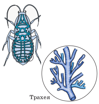 Система органов дыхания ракообразных